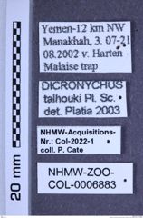 Etiketten zu Dicronychus talhouki (Platia & Schimmel, 1997) (NHMW-ZOO-COL-0006883)